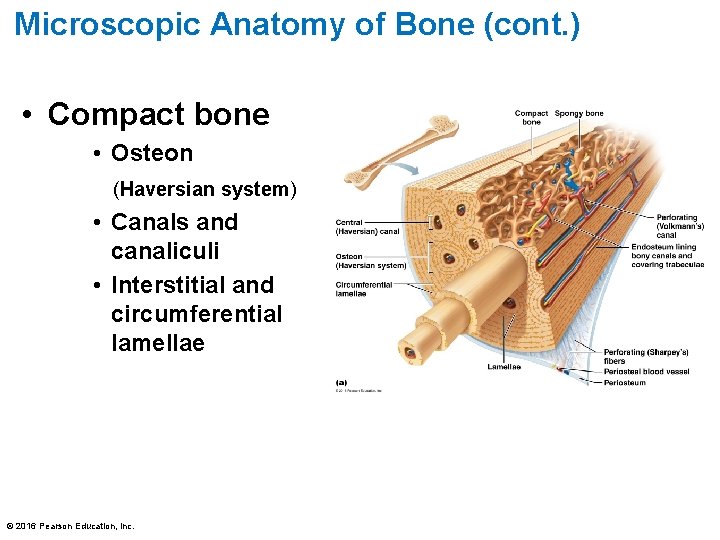 Microscopic Anatomy of Bone (cont. ) • Compact bone • Osteon (Haversian system) •