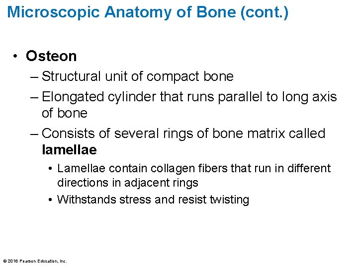 Microscopic Anatomy of Bone (cont. ) • Osteon – Structural unit of compact bone