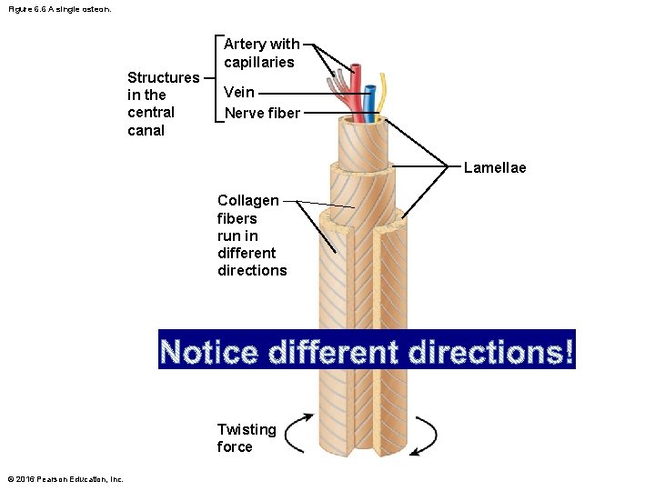 Figure 6. 6 A single osteon. Structures in the central canal Artery with capillaries