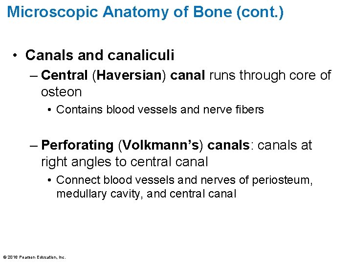 Microscopic Anatomy of Bone (cont. ) • Canals and canaliculi – Central (Haversian) canal
