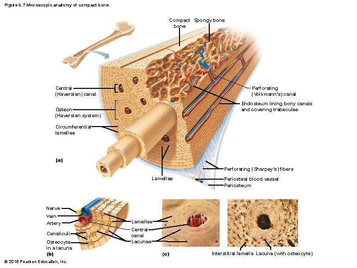 Figure 6. 7 Microscopic anatomy of compact bone. Compact Spongy bone Perforating (Volkmann’s) canal