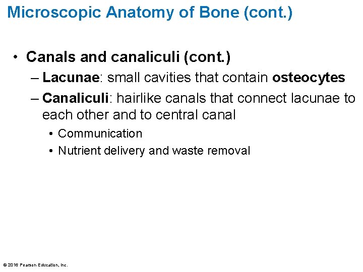 Microscopic Anatomy of Bone (cont. ) • Canals and canaliculi (cont. ) – Lacunae: