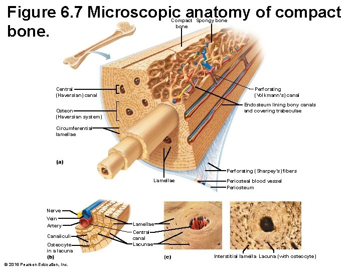 Figure 6. 7 Microscopic anatomy of compact bone. Compact Spongy bone Perforating (Volkmann’s) canal