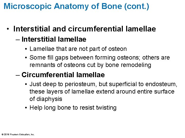 Microscopic Anatomy of Bone (cont. ) • Interstitial and circumferential lamellae – Interstitial lamellae