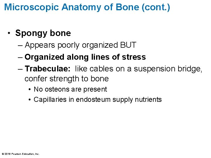 Microscopic Anatomy of Bone (cont. ) • Spongy bone – Appears poorly organized BUT