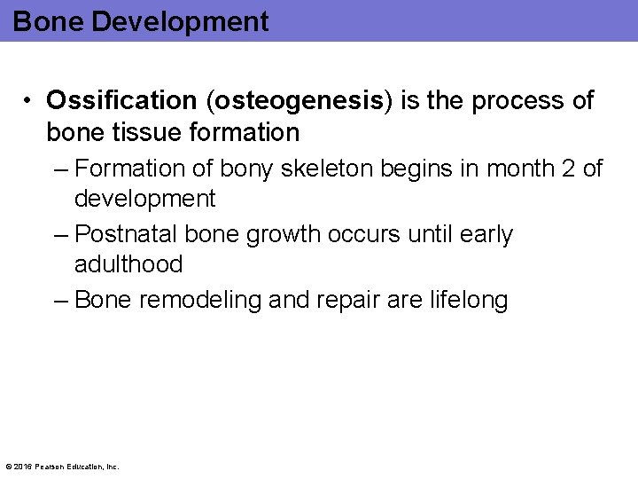 Bone Development • Ossification (osteogenesis) is the process of bone tissue formation – Formation