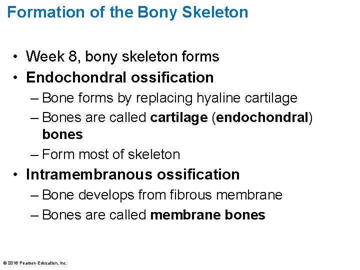 Formation of the Bony Skeleton • Week 8, bony skeleton forms • Endochondral ossification