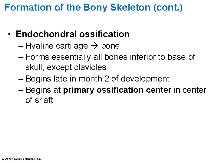 Formation of the Bony Skeleton (cont. ) • Endochondral ossification – Hyaline cartilage bone