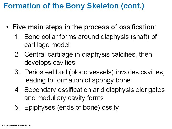 Formation of the Bony Skeleton (cont. ) • Five main steps in the process