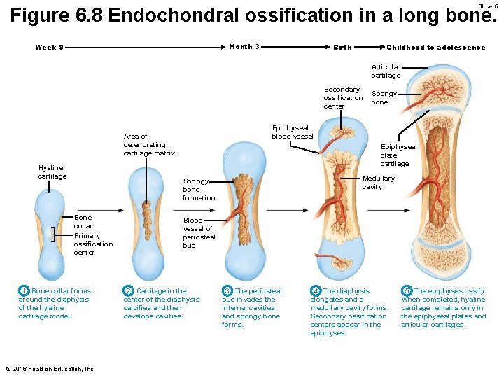 Slide 6 Figure 6. 8 Endochondral ossification in a long bone. Month 3 Week