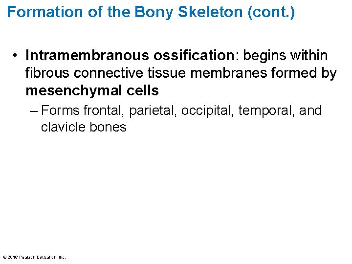 Formation of the Bony Skeleton (cont. ) • Intramembranous ossification: begins within fibrous connective