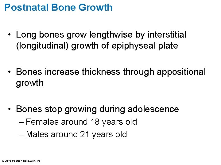 Postnatal Bone Growth • Long bones grow lengthwise by interstitial (longitudinal) growth of epiphyseal