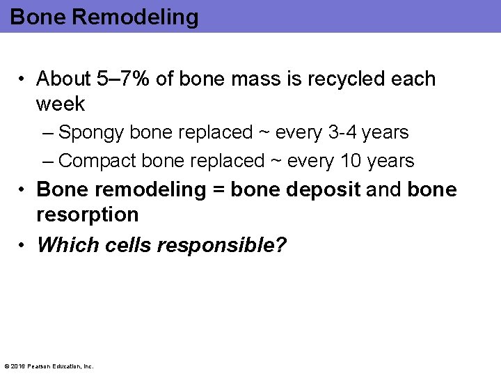 Bone Remodeling • About 5– 7% of bone mass is recycled each week –