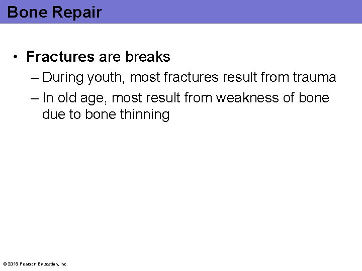 Bone Repair • Fractures are breaks – During youth, most fractures result from trauma
