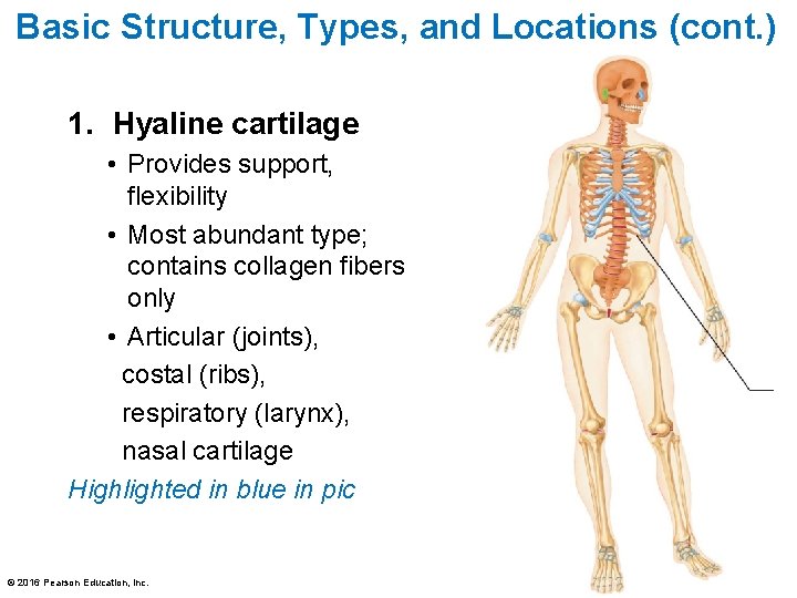 Basic Structure, Types, and Locations (cont. ) 1. Hyaline cartilage • Provides support, flexibility