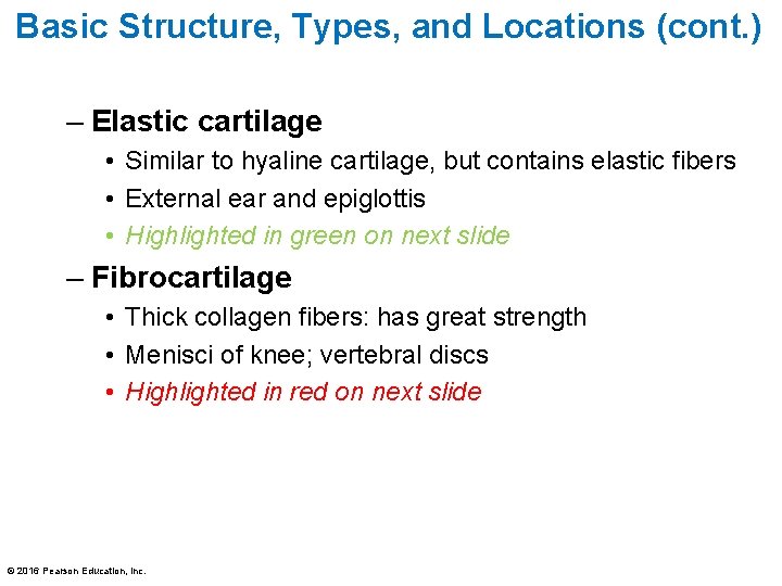 Basic Structure, Types, and Locations (cont. ) – Elastic cartilage • Similar to hyaline