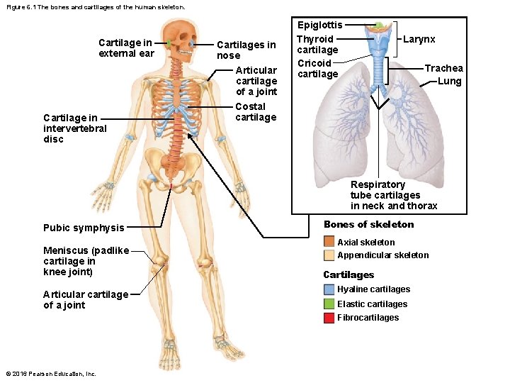 Figure 6. 1 The bones and cartilages of the human skeleton. Cartilage in external