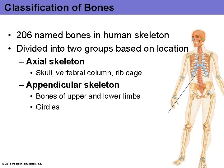 Classification of Bones • 206 named bones in human skeleton • Divided into two