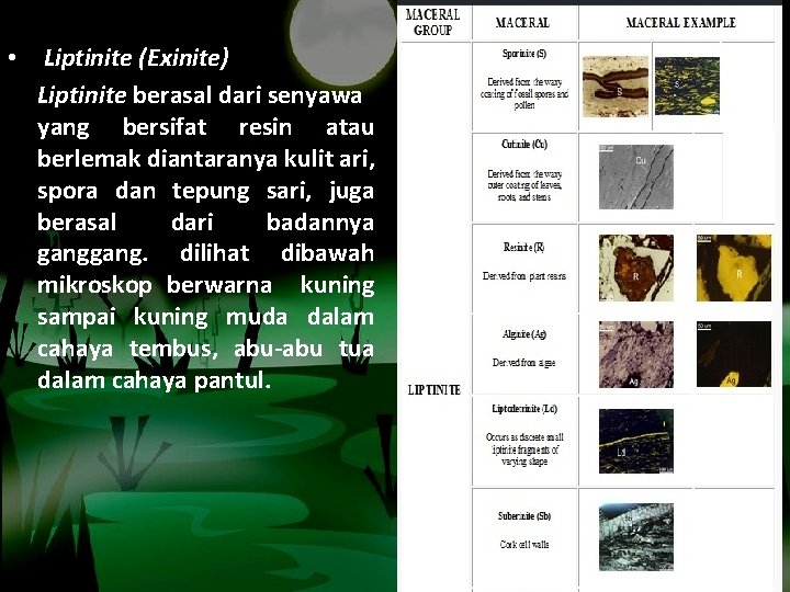  • Liptinite (Exinite) Liptinite berasal dari senyawa yang bersifat resin atau berlemak diantaranya