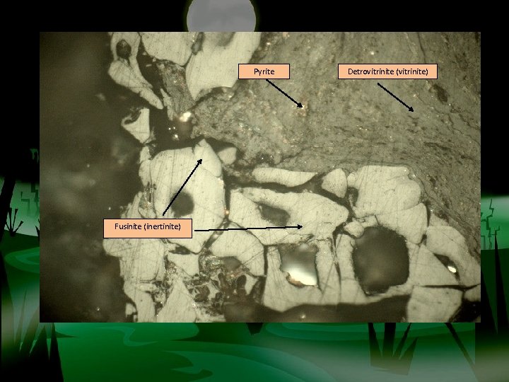 Pyrite Fusinite (inertinite) Detrovitrinite (vitrinite) 