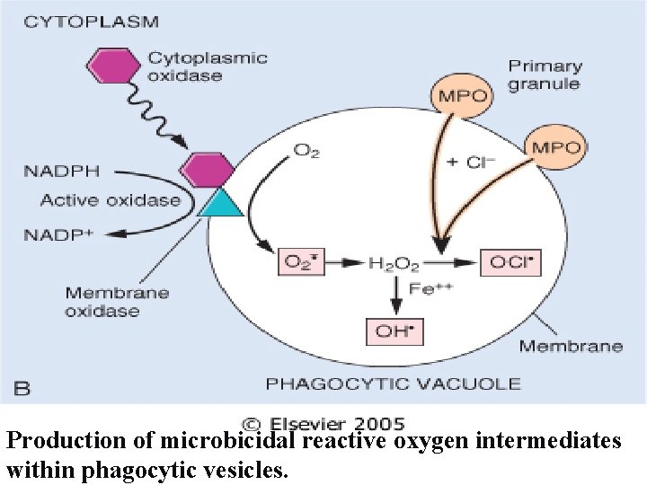 Production of microbicidal reactive oxygen intermediates within phagocytic vesicles. 