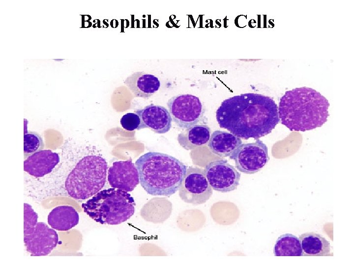 Basophils & Mast Cells 