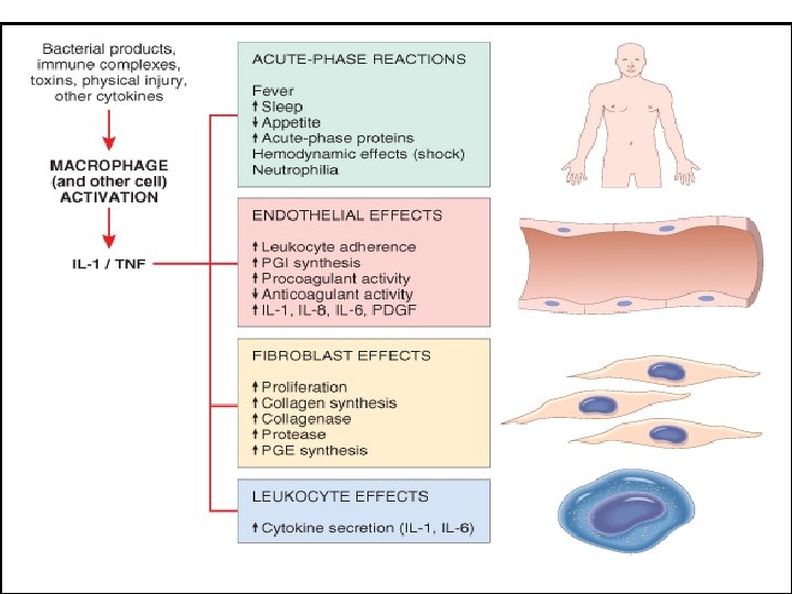 Major effects of interleukin-1 (IL-1) and tumor 