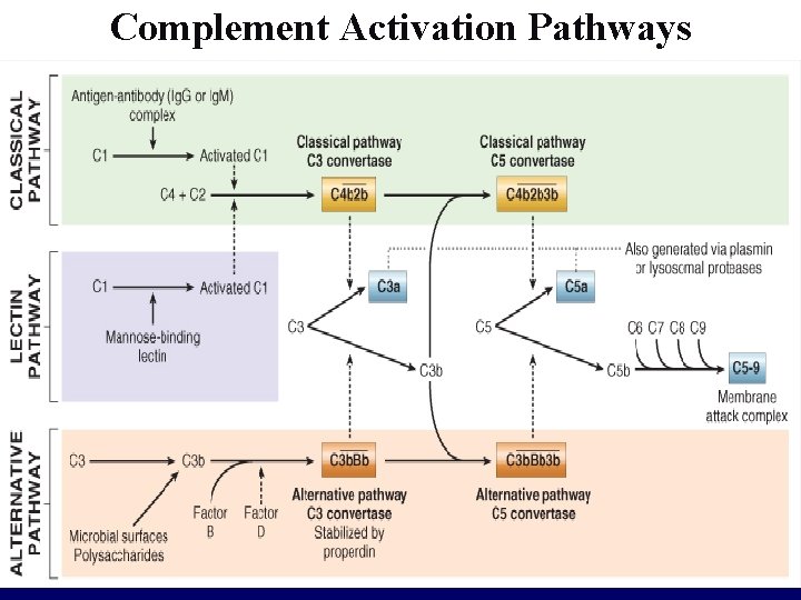 Complement Activation Pathways 