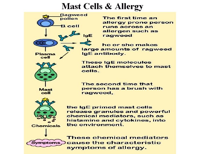 Mast Cells & Allergy 