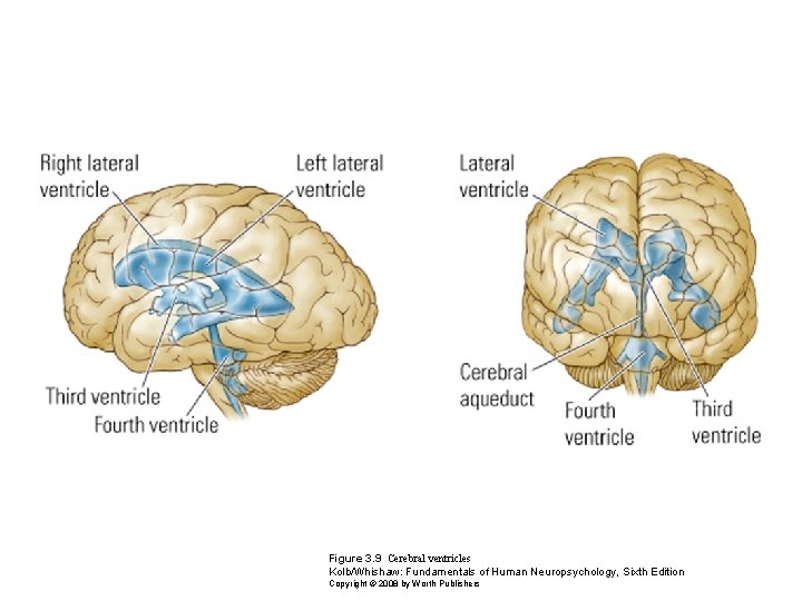 Figure 3. 9 Cerebral ventricles Kolb/Whishaw: Fundamentals of Human Neuropsychology, Sixth Edition Copyright ©