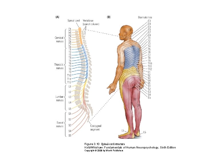 Figure 3. 10 Spinal-cord structure Kolb/Whishaw: Fundamentals of Human Neuropsychology, Sixth Edition Copyright ©