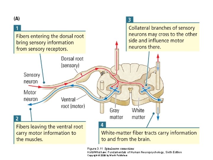 Figure 3. 11 Spinal nerve connections Kolb/Whishaw: Fundamentals of Human Neuropsychology, Sixth Edition Copyright