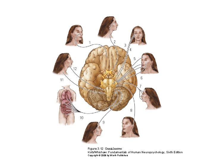 Figure 3. 12 Cranial nerves Kolb/Whishaw: Fundamentals of Human Neuropsychology, Sixth Edition Copyright ©