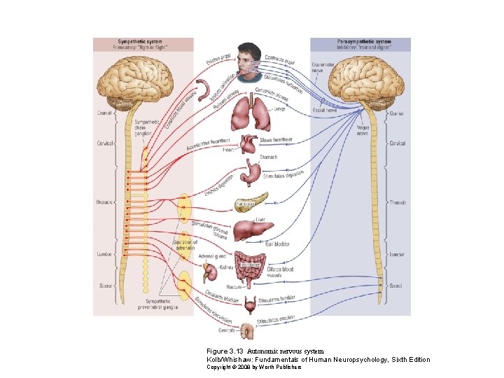 Figure 3. 13 Autonomic nervous system Kolb/Whishaw: Fundamentals of Human Neuropsychology, Sixth Edition Copyright