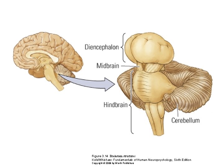 Figure 3. 14 Brainstem structures Kolb/Whishaw: Fundamentals of Human Neuropsychology, Sixth Edition Copyright ©