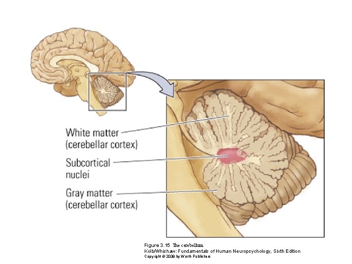 Figure 3. 15 The cerebellum Kolb/Whishaw: Fundamentals of Human Neuropsychology, Sixth Edition Copyright ©
