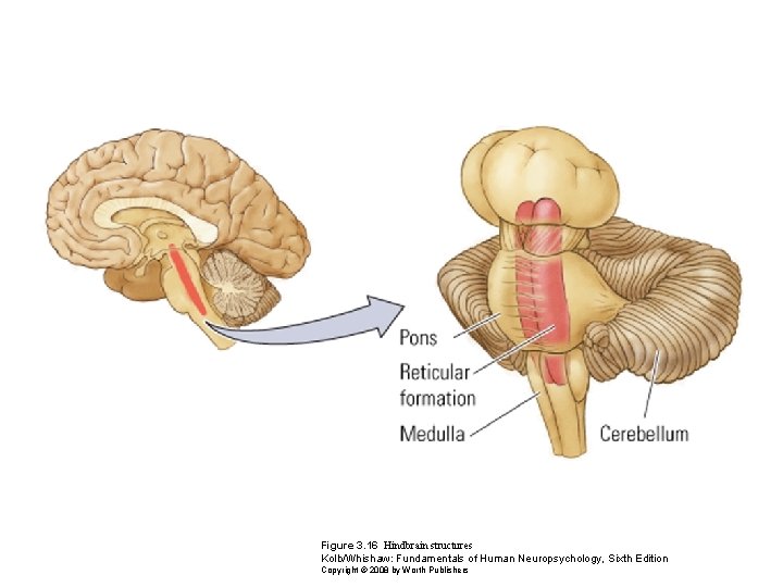 Figure 3. 16 Hindbrain structures Kolb/Whishaw: Fundamentals of Human Neuropsychology, Sixth Edition Copyright ©