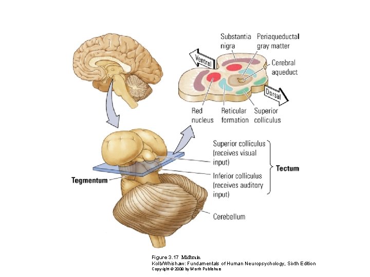 Figure 3. 17 Midbrain Kolb/Whishaw: Fundamentals of Human Neuropsychology, Sixth Edition Copyright © 2008