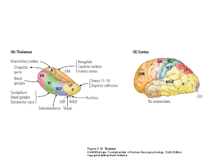 Figure 3. 18 Thalamus Kolb/Whishaw: Fundamentals of Human Neuropsychology, Sixth Edition Copyright © 2008