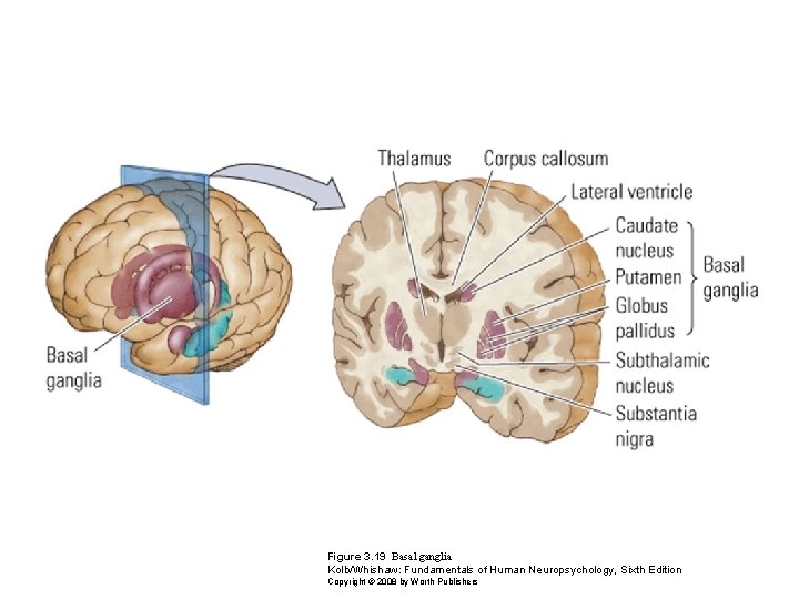 Figure 3. 19 Basal ganglia Kolb/Whishaw: Fundamentals of Human Neuropsychology, Sixth Edition Copyright ©