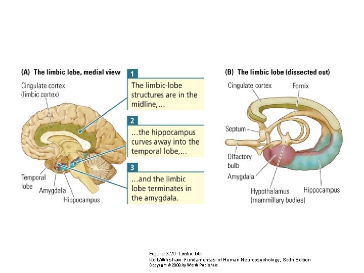 Figure 3. 20 Limbic lobe Kolb/Whishaw: Fundamentals of Human Neuropsychology, Sixth Edition Copyright ©