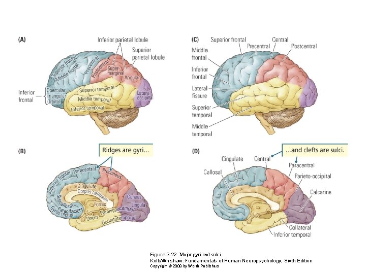 Figure 3. 22 Major gyri and sulci Kolb/Whishaw: Fundamentals of Human Neuropsychology, Sixth Edition