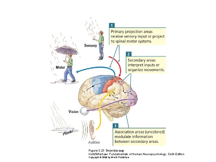 Figure 3. 23 Projection map Kolb/Whishaw: Fundamentals of Human Neuropsychology, Sixth Edition Copyright ©