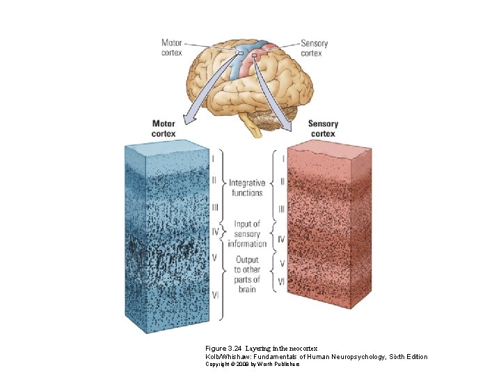 Figure 3. 24 Layering in the neocortex Kolb/Whishaw: Fundamentals of Human Neuropsychology, Sixth Edition