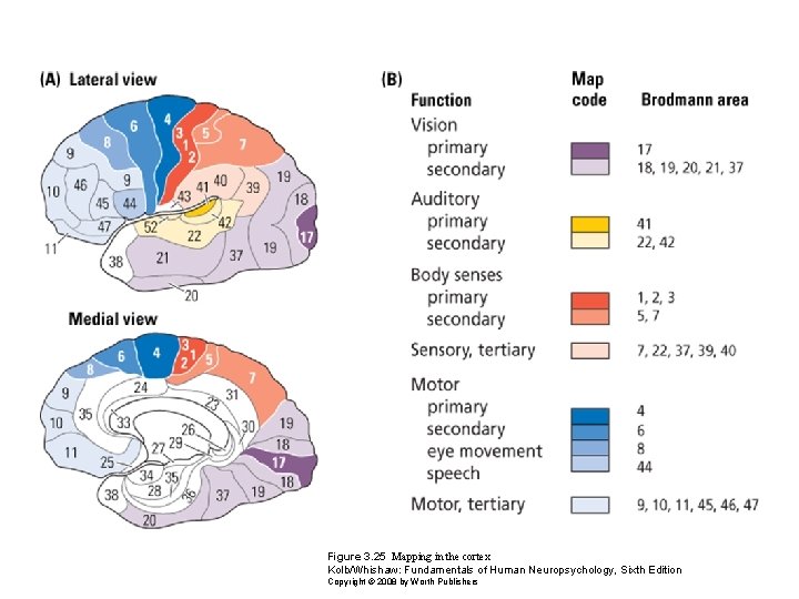 Figure 3. 25 Mapping in the cortex Kolb/Whishaw: Fundamentals of Human Neuropsychology, Sixth Edition