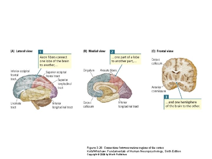 Figure 3. 26 Connections between various regions of the cortex Kolb/Whishaw: Fundamentals of Human