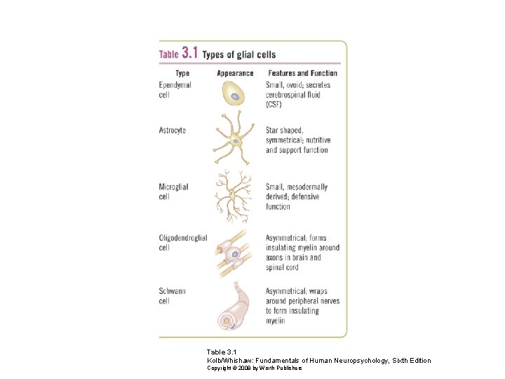 Table 3. 1 Kolb/Whishaw: Fundamentals of Human Neuropsychology, Sixth Edition Copyright © 2008 by