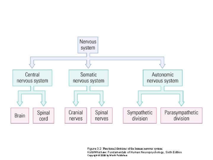 Figure 3. 2 Functional divisions of the human nervous system Kolb/Whishaw: Fundamentals of Human