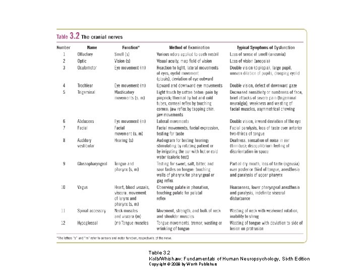 Table 3. 2 Kolb/Whishaw: Fundamentals of Human Neuropsychology, Sixth Edition Copyright © 2008 by