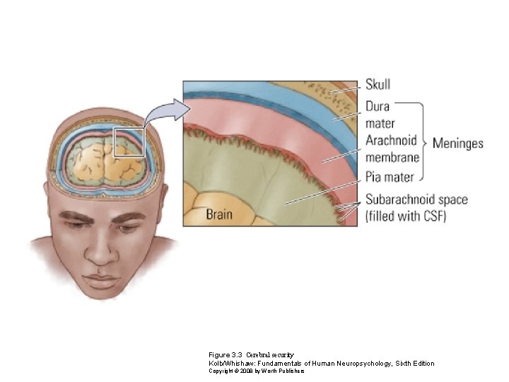 Figure 3. 3 Cerebral security Kolb/Whishaw: Fundamentals of Human Neuropsychology, Sixth Edition Copyright ©